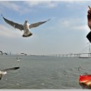 월미도해양관광(주)