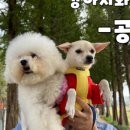 도미진낙곱새 이미지