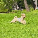 말티푸 로빈ㅣ#폴몽쇼 시스루 크롭 나시티 후기 🫶