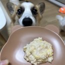 펫마마스푸드 | 애견수제간식 펫마마스푸드에서온 강아지화식 급여후기 :)