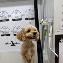 미용하개 | [하남]반려동물 24시 셀프목욕 가격 시설후기