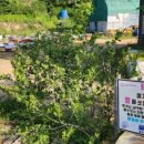 농장카밧데리 이미지