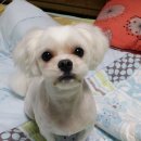독스앤휴먼 이미지