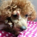 용원동물병원 이미지