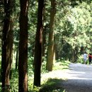 [대형버스로 출발] 10월 12일(토) 피톤치드 가득한 장성 편백나무숲을 다녀올려합니다~ 이미지