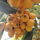 비파농장 이미지