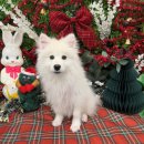 개르띠에 이미지