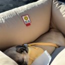 짝궁펫 | 펫테일 셀러브리티 강아지 카시트 L사이즈 퍼그 5kg 솔직후기