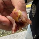 용당길 | 공주 부자떡집 알밤모찌 후기 | 밤이 통째로 들어간 모찌, 웨이팅도 납득됨