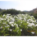 안산-대부-대부-3 이미지