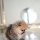 허니퍼피 이미지