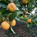 옥전농장 이미지