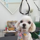 보드레도그 이미지