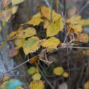 팥배나무 Sorbus alnifolia (Siebold &amp; Zucc.) K. Koch 이미지