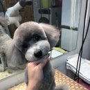 김언니 펫살롱 이미지