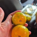 신화약국 | 5박6일 제주여행 꿀팁 비상약사기 감귤 맛있게먹기 등등
