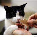 간식줄까? 이미지