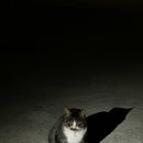 고니민박 이미지