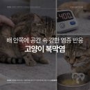 심동물병원 이미지