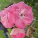 제라늄 나르타샤빌리포브라/ UV스프링노트 이미지