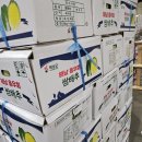 노랑제주 이미지