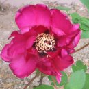 소나무 철물점 이미지