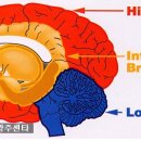 게임 중 뇌파는 치매환자의 뇌파와 같다!―뇌의 구조, 뇌파성분 이미지