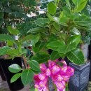 오천당구장 이미지