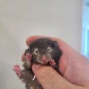 로던트클럽 이미지