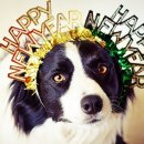 두리틀동물병원 이미지