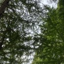 심천치유자연휴양림 이미지