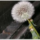 민들레홀씨 이미지