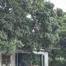 풀베개 제주 : 서귀포 서광리 <b>풀</b><b>베개</b>