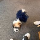 신월동198 | 창원 신월동 베르바나 카페 솔직 후기 | 디저트 맛집+댕사장님이 매력 포인트