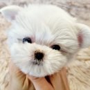 아이러브독 강아지분양 부천점 이미지