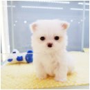 애견천사들 이미지