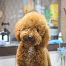 마티애견 이미지