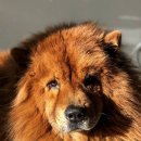 강아지나라 이미지