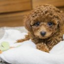 죽전동물병원 이미지