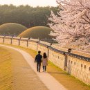 (주)영덕버스 | 2026 경상북도 4월 벚꽃 여행 완벽 가이드 — 경주·포항·영덕 봄꽃 명소와 1박2일 코스 총정리