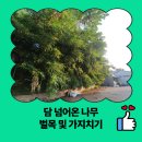 오산시 유도회관 | 담 넘어온 나무 벌목 및 가지치기
