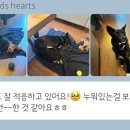 해외 입양견 이동봉사 후기 - 캐나다 토론토 | 웰컴독