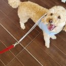 미용하개 이미지