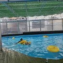 크라운펜션 | (강화도 펜션)수영장,찜질방,말 놀거리가 다양한 제이크라운 몽골게르 펜션 내돈내산 후기