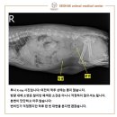 검암동물병원 이미지
