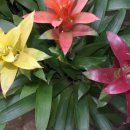 아나나스 이미지