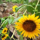 차시배지민박 이미지