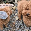 다 이미지