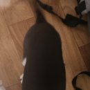 미소돌봄동물병원 이미지