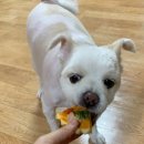 댕댕잡화점 이미지